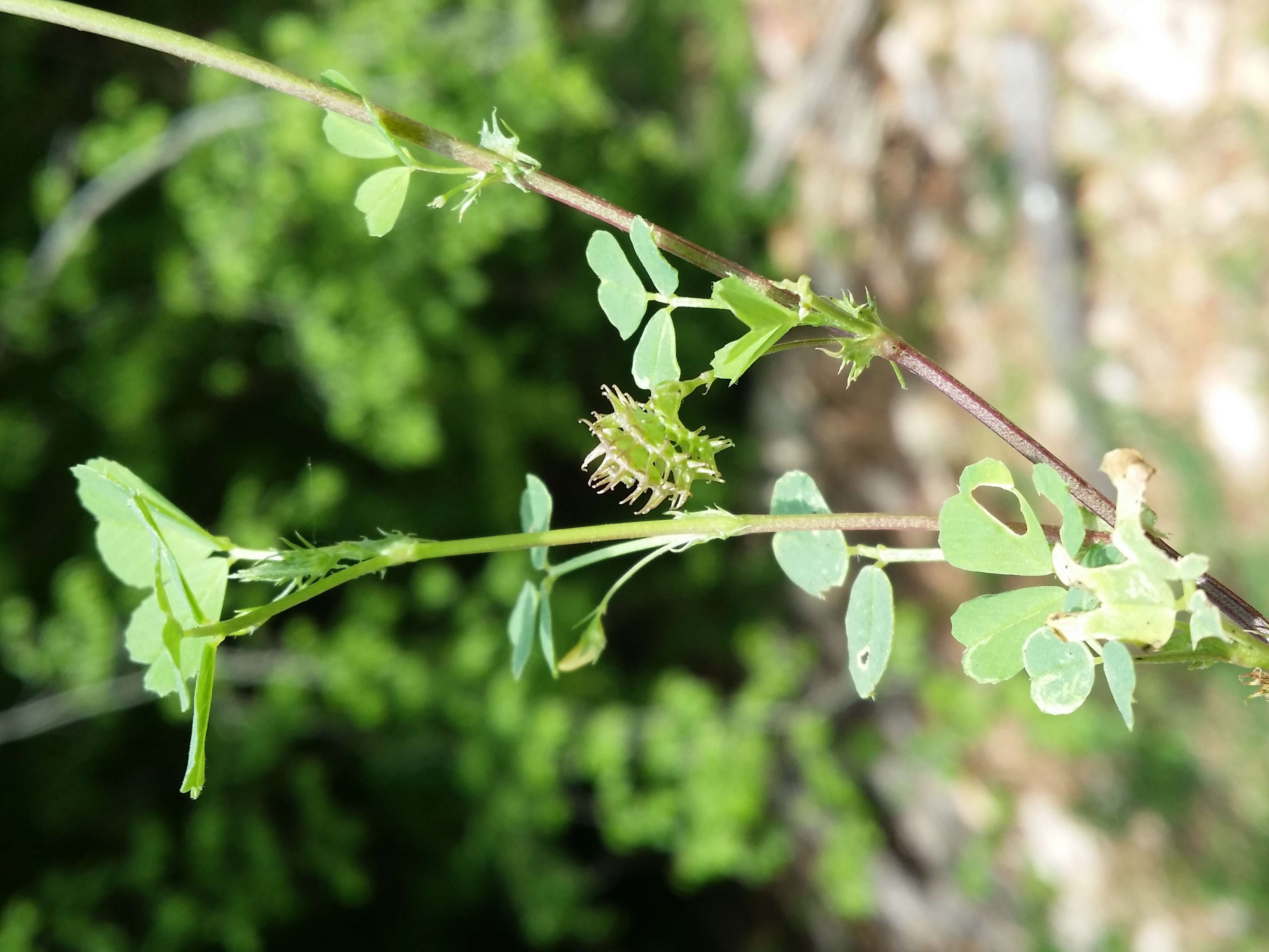 Слика од Medicago truncatula Gaertn.