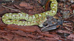 Image of Eyelash Viper