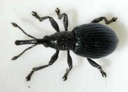 Image of Ceratapion onopordi