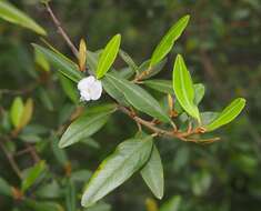 Image of brush hovea