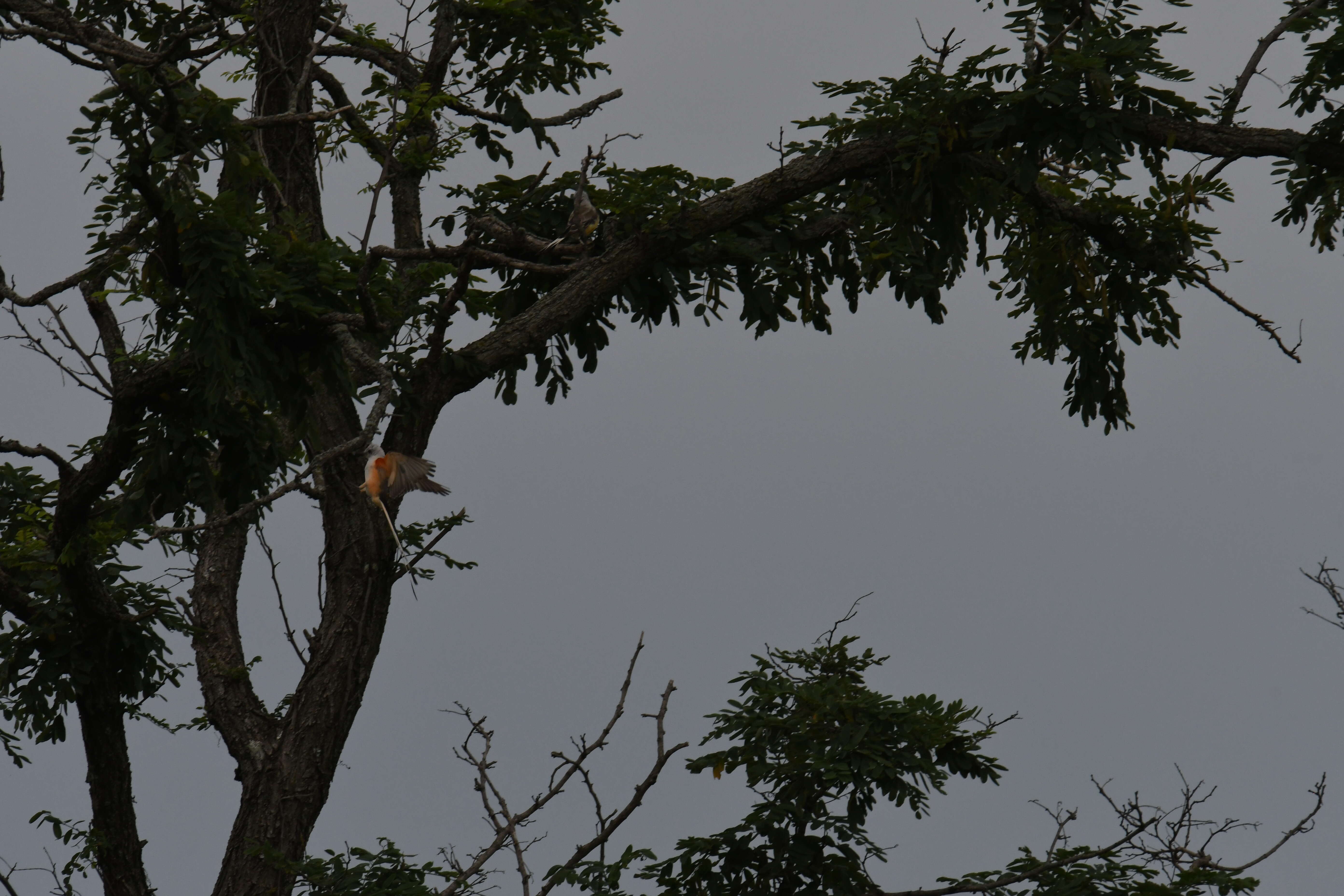 Image of Scissor-tailed Flycatcher