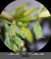 Image of yellow wall bedstraw