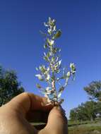 Image de Atriplex lindleyi Moq.