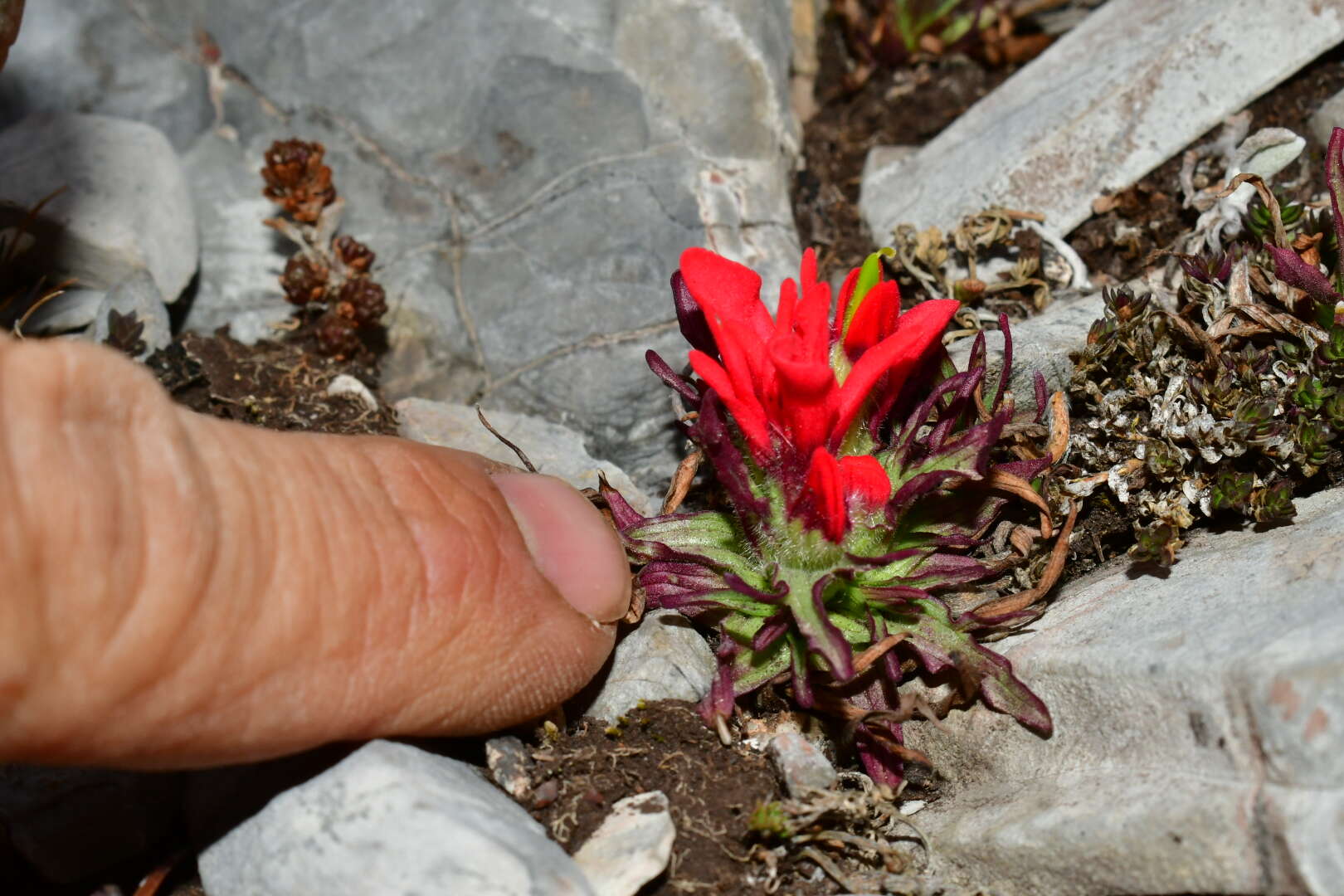 Image of Castilleja bella Standley