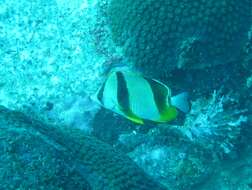 Image of Three-banded Butterflyfish