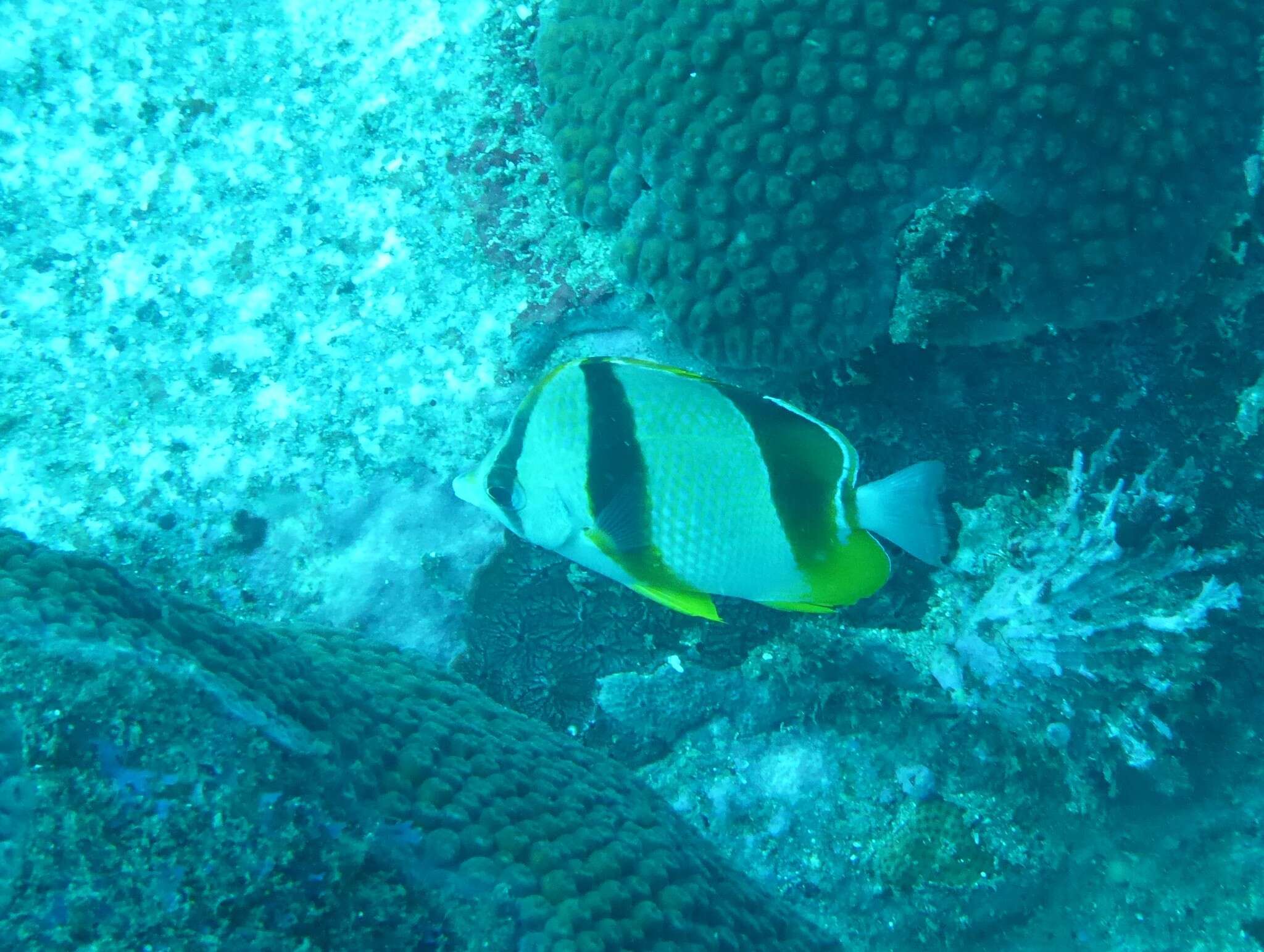 Image of Three-banded Butterflyfish