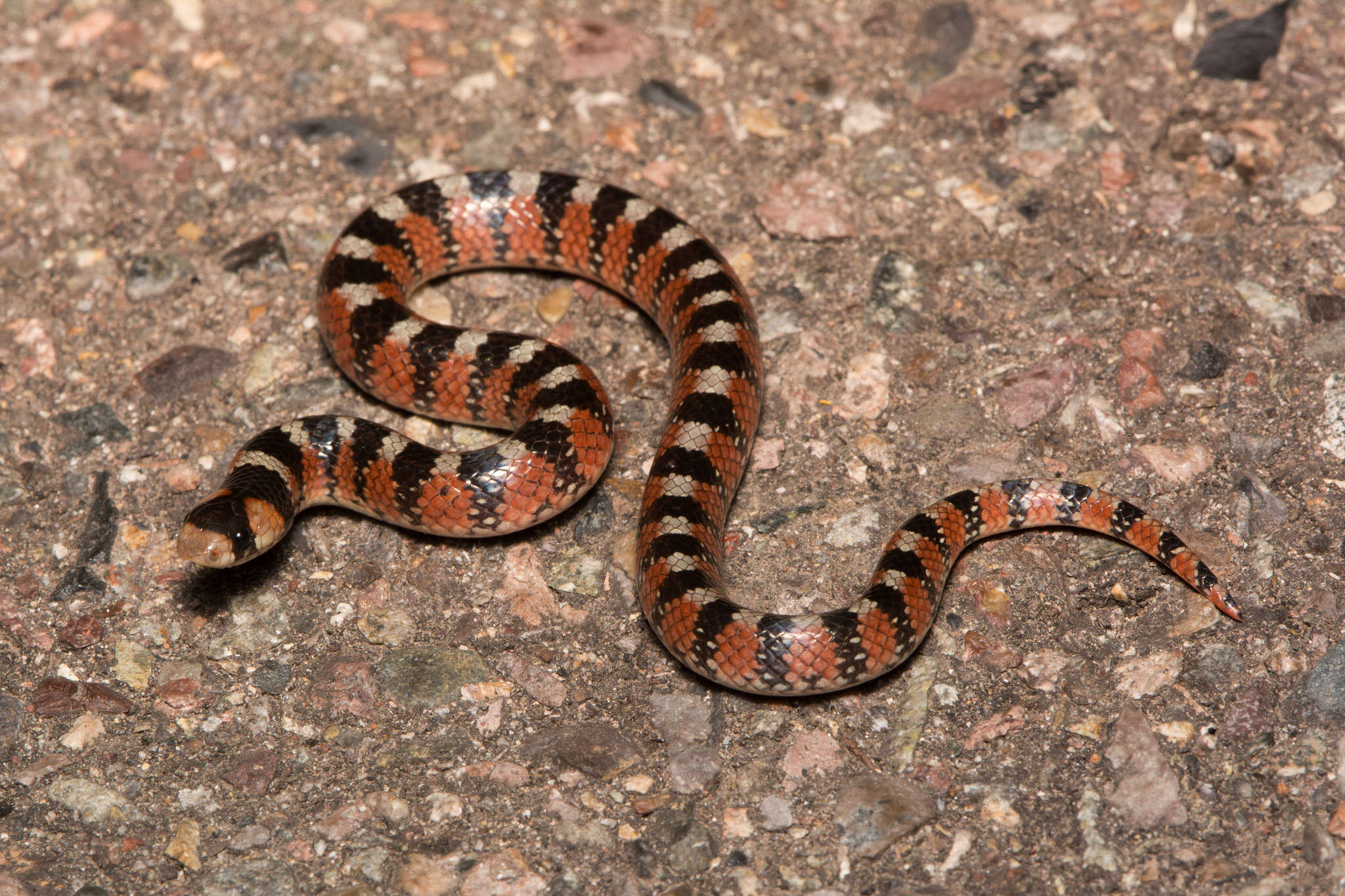 Image of Thornscrub or Desert Hooknose Snake