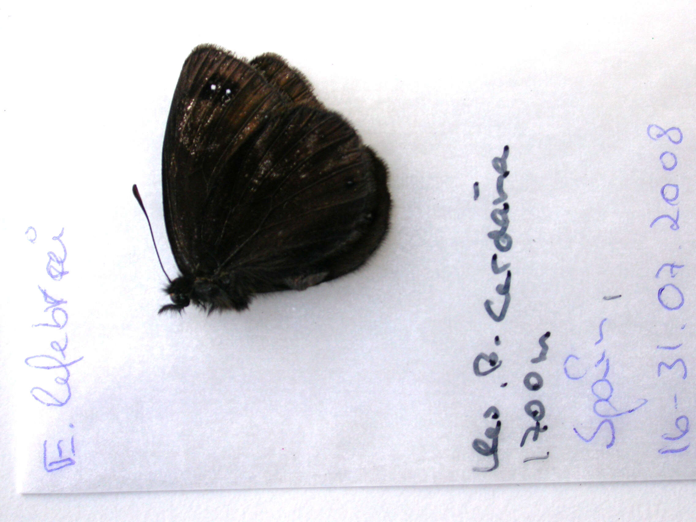 Image of Lefèbvre’s Ringlet