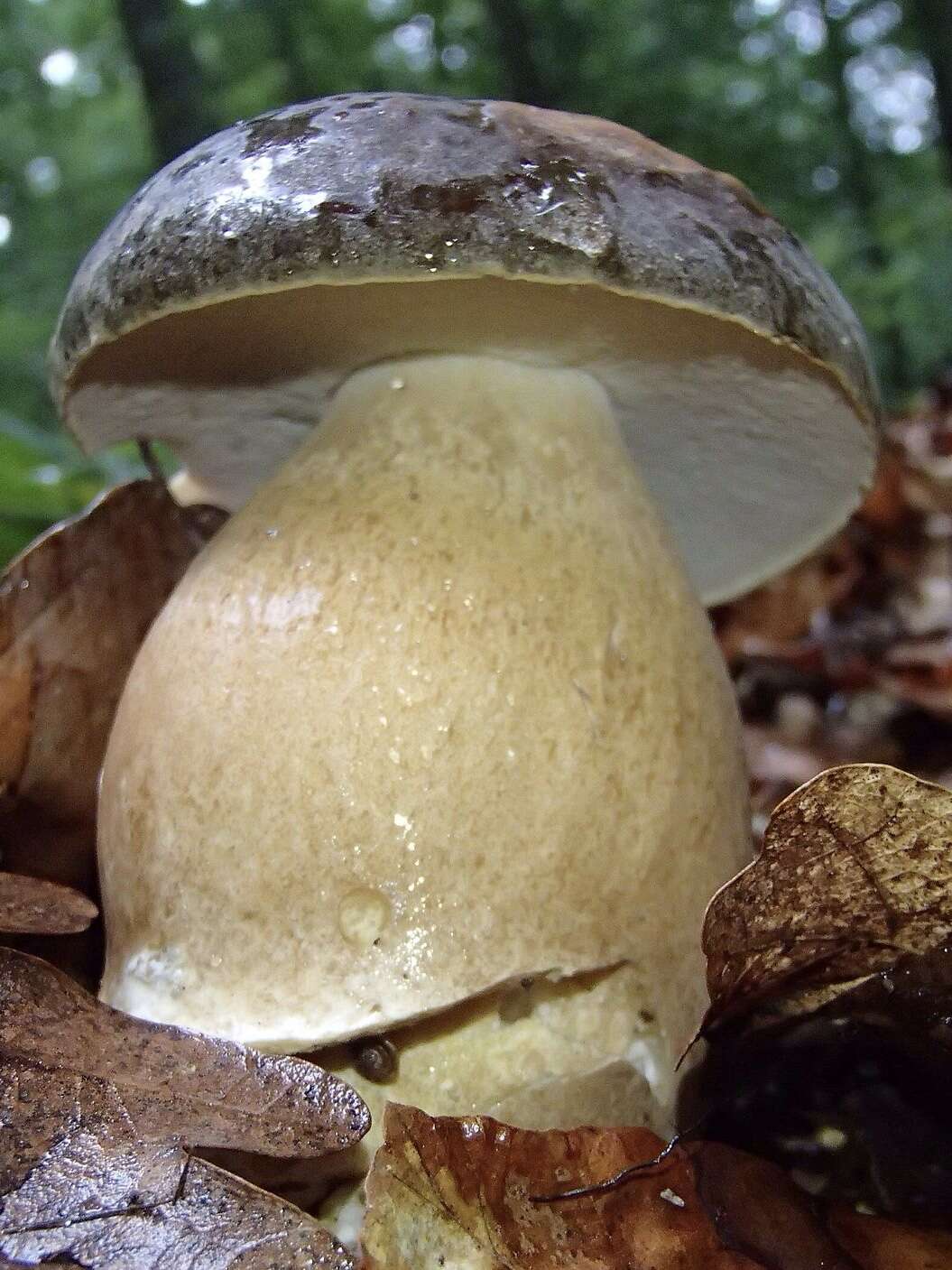 Sivun Boletus aereus Bull. 1789 kuva