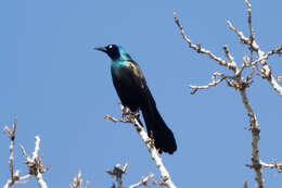 Image of Common Grackle