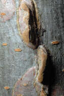 Image of cork elm