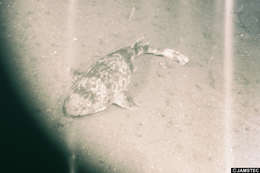 Image of Cephaloscyllium