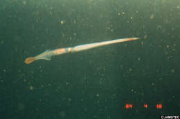 Image of Chiroteuthis d'Orbigny
