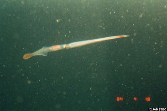 Image of Chiroteuthis d'Orbigny