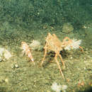 Image of Japanese deepwater carrier crab