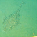 Image of Japanese Angelshark