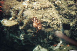 Image de crabe royal doré