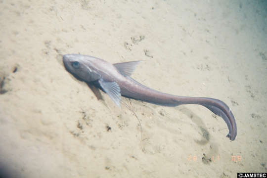 Coryphaenoides longifilis Günther 1877 resmi