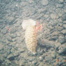 Image of Lacy Basket Sponge