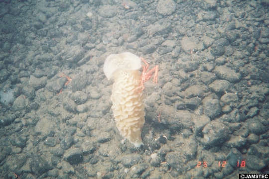 Image of Lacy Basket Sponge