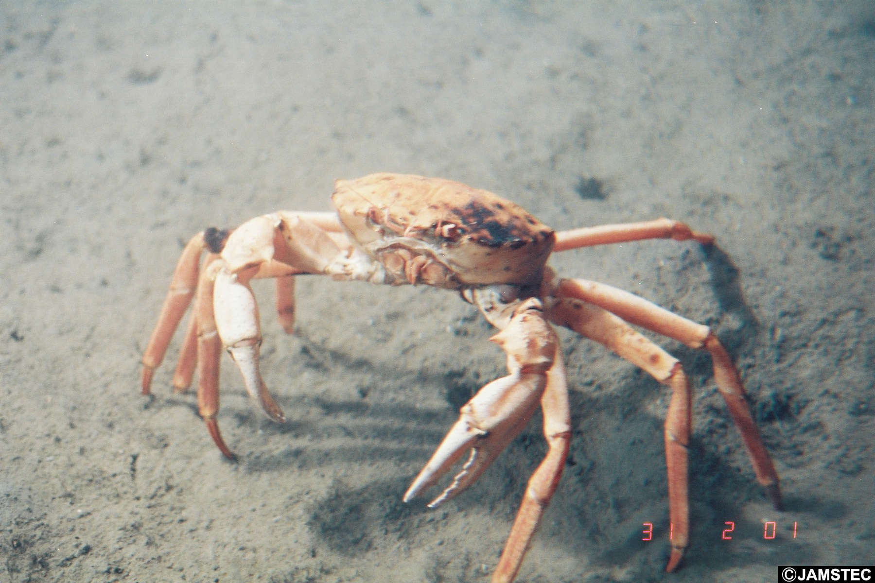 deepsea crabs media - Encyclopedia of Life
