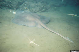 Image of softnose skates