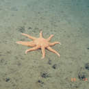 Image of Orange sun star