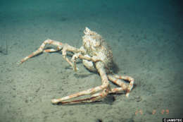 Image of kelp crabs and spider crabs