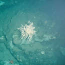 Image of basket star