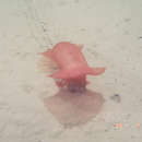 Image of Swimming sea cucumber