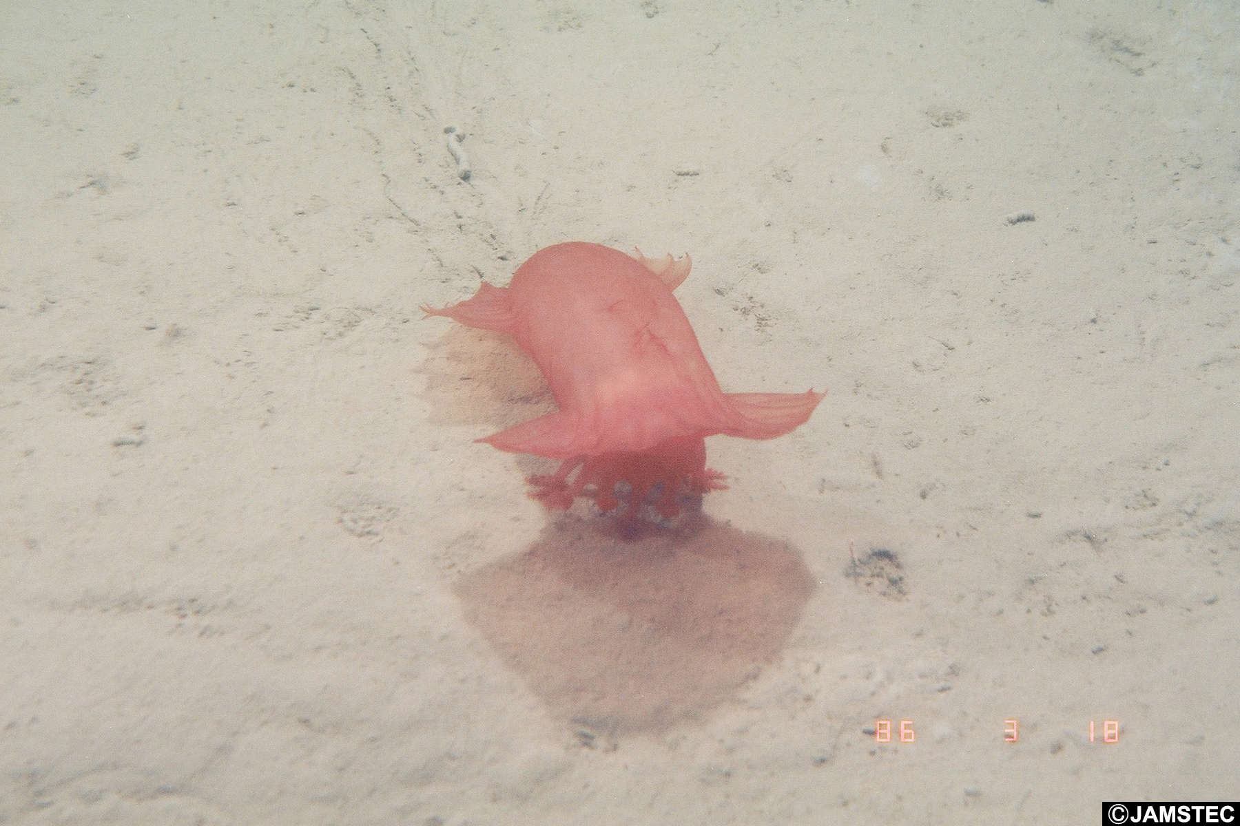 Blobfish, Marine Wiki