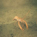 Image of Japanese Lobster