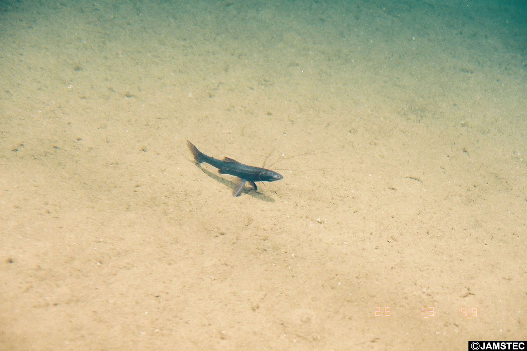 Plancia ëd Bathypterois atricolor Alcock 1896