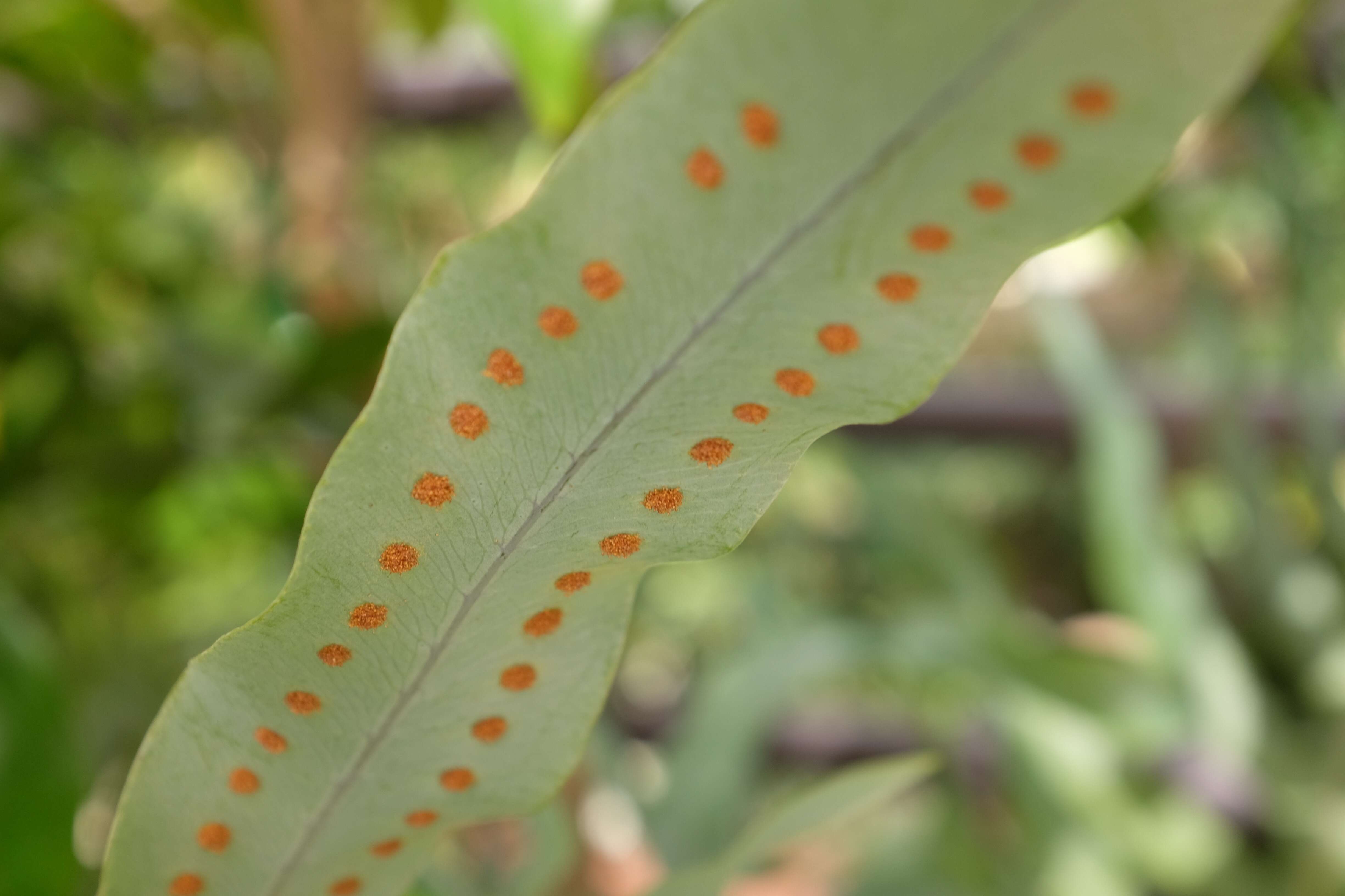 Image of Pteridophyta