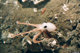 Image of Neocoleoidea