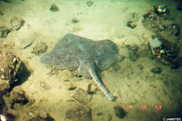 صورة Arhynchobatidae