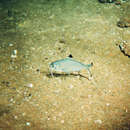 Image of Japanese beardfish