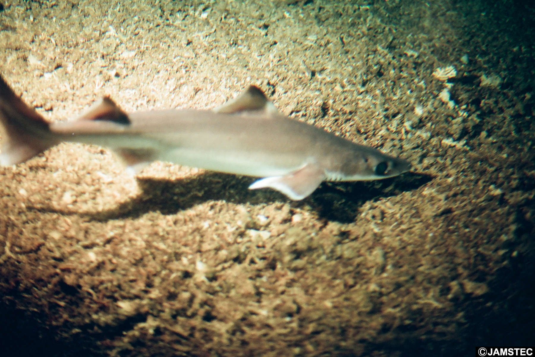 Image of gulper shark