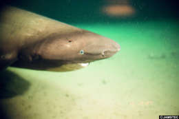 Image of sleeper shark