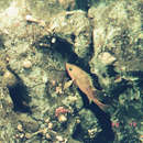 Image of Yellow body rockfish