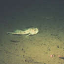 Image of Spinyhead sculpin