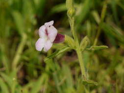 Image of Centranthera indica (L.) Gamble