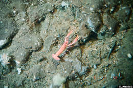 Image of lobster