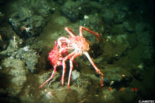 Image of Hermit Crabs