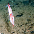Image of Makko gonate squid