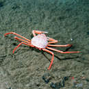 Image of red snow crab