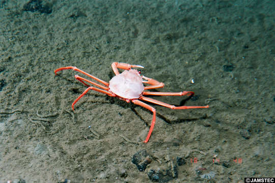 Image of Oregoniidae Garth 1958