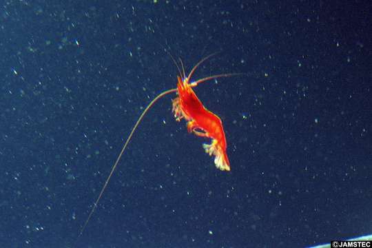 Image of deepsea shrimps
