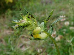 Image of late-flowering yellow rattle