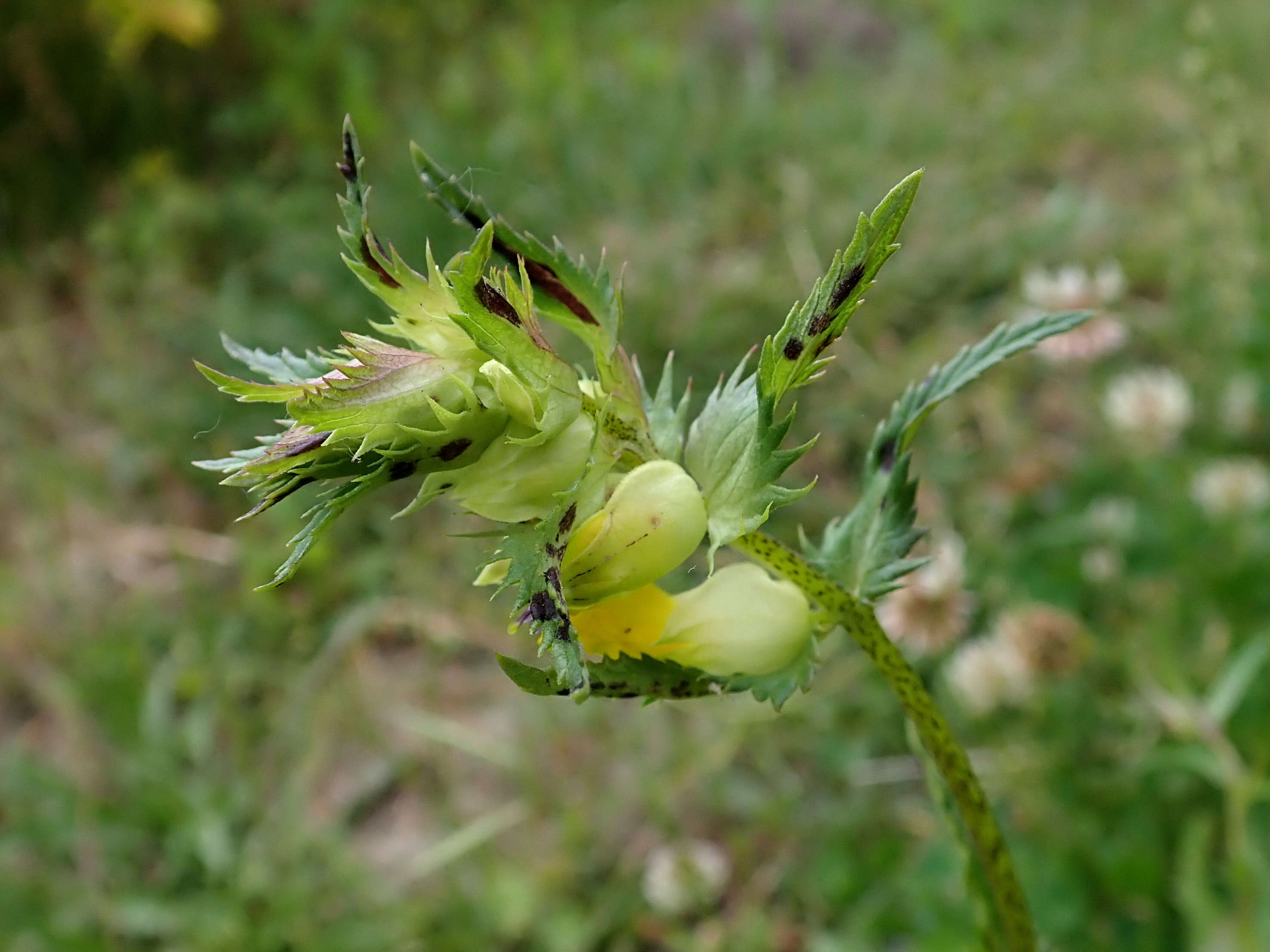 Image of late-flowering yellow rattle